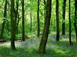 Костяника полезные свойства и противопоказания — здоровье и долголетие Костяника полезные свойства и противопоказания — здоровье и долголетие