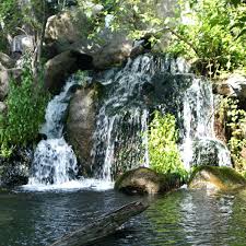 Листья лесной земляники лечебные свойства и противопоказания Листья лесной земляники лечебные свойства и противопоказания