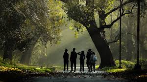 Масло фиалки свойства и применение — здоровье и долголетие Масло фиалки свойства и применение — здоровье и долголетие