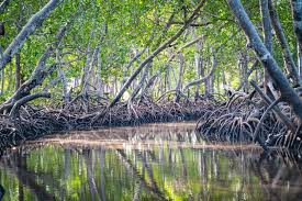 Береза лечебные свойства противопоказания применение рецепты Береза лечебные свойства противопоказания применение рецепты