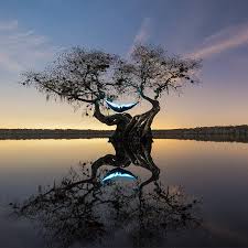 Эфирное масло мандарина. свойства, применение и противопоказания Эфирное масло мандарина. свойства, применение и противопоказания