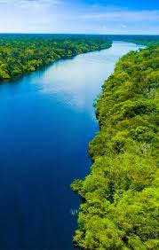 Ежевика лечебные свойства и противопоказания — здоровье и долголетие Ежевика лечебные свойства и противопоказания — здоровье и долголетие