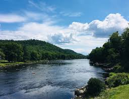 Иглица понтийская (колючая) лечебные свойства и противопоказания — здоровье и долголетие Иглица понтийская (колючая) лечебные свойства и противопоказания — здоровье и долголетие