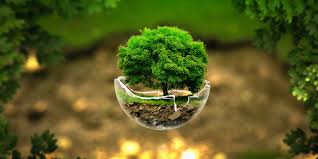 Индийский морской рис полезные свойства как вырастить и пить противопоказания Индийский морской рис полезные свойства как вырастить и пить противопоказания