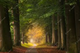 Керосин для лечения суставов способы применения рецепты Керосин для лечения суставов способы применения рецепты