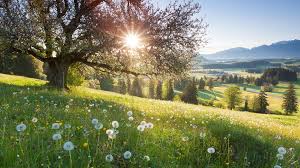 Корень подсолнуха лечебные свойства и противопоказания — здоровье и долголетие Корень подсолнуха лечебные свойства и противопоказания — здоровье и долголетие