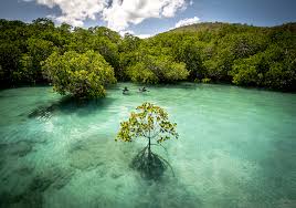 Сосновые шишки применение в народной медицине — здоровье и долголетие Сосновые шишки применение в народной медицине — здоровье и долголетие