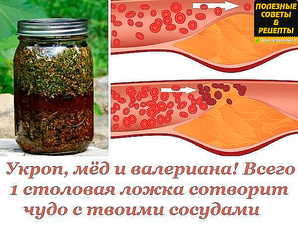 Укроп валериана мед для сосудов — здоровье и долголетие