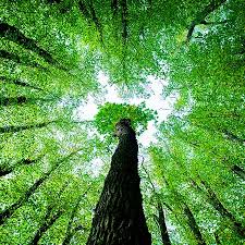 Укроп валериана мед для сосудов — здоровье и долголетие